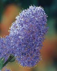 ceanothus-victoria-2.jpg