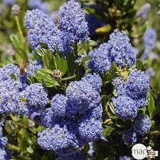 ceanothus-victoria-3.jpg