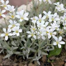 cerastium-tomentosum-2.jpg