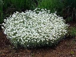 cerastium-tomentosum-3.jpg
