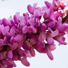 cercis-siliquastrum-1.jpg