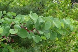 cercis-siliquastrum-3.jpg