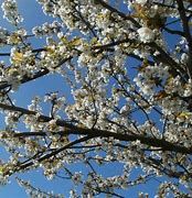 cerisier-anglaise-hative-3.jpg
