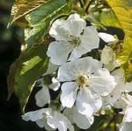 cerisier-marmotte-3.jpg