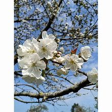 cerisier-napoleon-3.jpg