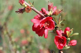 chaenomeles-rubra-1.jpg