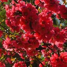 chaenomeles-rubra-2.jpg