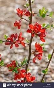 chaenomeles-speciosa-hot-fire-1.jpg