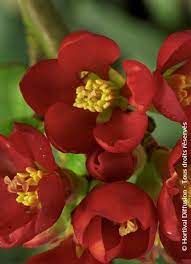 chaenomeles-speciosa-hot-fire-2.jpg