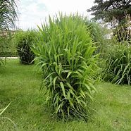 Chasmanthium latifolium