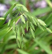 chasmanthium-latifolium-2.jpg