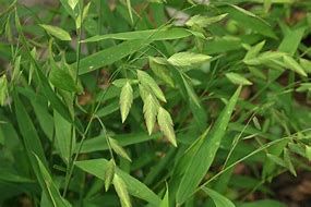 chasmanthium-latifolium-3.jpg