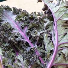 chou-kale-de-russie-1.jpg