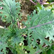 chou-kale-de-russie-2.jpg