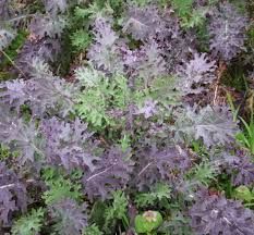 chou-kale-de-russie-3.jpg