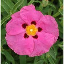 cistus-purpureus-1.jpg