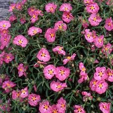 cistus-purpureus-2.jpg