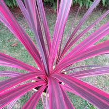 cordyline-electric-pink-1.jpg