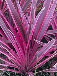 cordyline-electric-pink-2.jpg