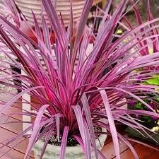 cordyline-electric-pink-3.jpg