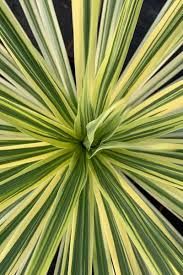 cordyline-lime-passion-1.jpg
