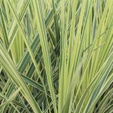 cordyline-lime-passion-2.jpg