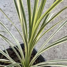 cordyline-lime-passion-3.jpg