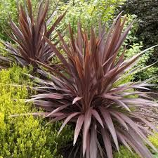 cordyline-red-star-1.jpg