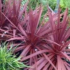 cordyline-red-star-2.jpg