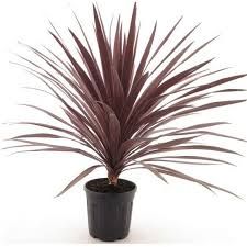 cordyline-red-star-3.jpg
