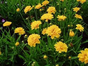 coreopsis-early-sunrise-1.jpg