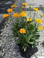 coreopsis-early-sunrise-3.jpg