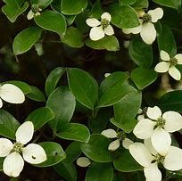 cornus-hongkongiensis-2.jpg