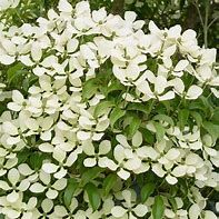 cornus-hongkongiensis-3.jpg