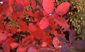 cotinus-grace-1_0.jpg