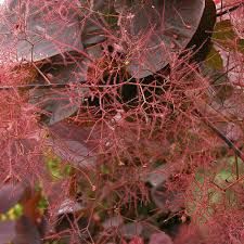 cotinus-grace-2_0.jpg