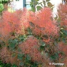 cotinus-red-spirit-1.jpg