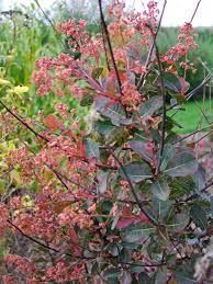 cotinus-red-spirit-2.jpg