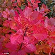 cotinus-red-spirit-3.jpg