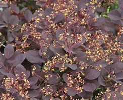 Arbre à perruque 'Royal purple'