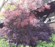 cotinus-royal-purple-2.jpg