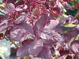 cotinus-royal-purple-3.jpg