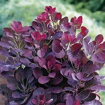 cotinus-royal-purple-4.jpg