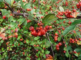 Cotoneaster de franchet