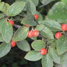 cotoneaster-franchetii-3.jpg