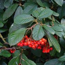 Cotoneaster lacteus