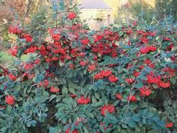 cotoneaster-lacteus-2.jpg