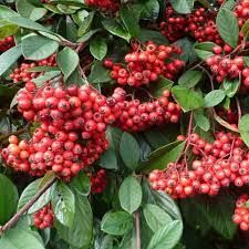 cotoneaster-lacteus-3.jpg