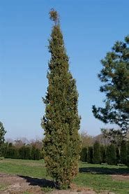 cupressus-stricta-2_0_0.jpg