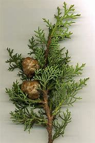 cupressus-stricta-3_0_0.jpg